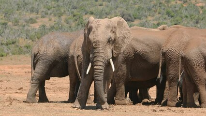 Poster - Large African bull elephant (Loxodonta africana) with herd, Addo Elephant National Park, South Africa