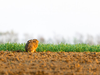 Brown hare looking on growing meadow in summer from side