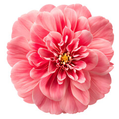 pink flower isolated on transparent background, png flower element, rose colour, pink colour