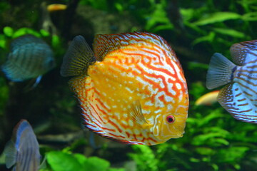 Wall Mural - discus fish in aquarium, tropical fish. Symphysodon discus from Amazon river. Blue diamond, snakeskin