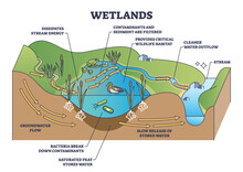 Wetlands Environment Description As Wet Soil With Water Outline Diagram. Labeled Educational Biological Scheme With Flora Or Fauna For Animal Habitats Vector Illustration. Ecosystem Creation Principle