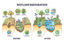 Wetland Restoration And Reviving Ecosystems For Healthier Environment Outline Diagram. Labeled Educational Biology Scheme With Before And After Comparison For Wet Land Vegetation Vector Illustration.