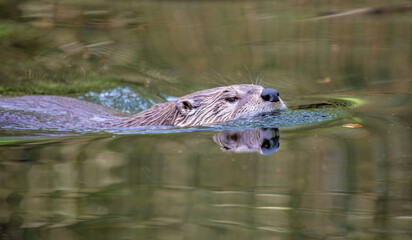 Wall Mural - Eurasian otter - Lutra lutra - swimming in a pond