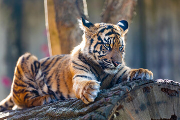 Wall Mural - Sumatran tiger (Panthera tigris sumatrae), rare tiger subspecies that inhabits the Indonesian island of Sumatra