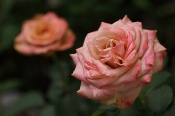 Wall Mural - beautiful vintage pink 'cappuccino rose' full bloom in garden. soft and sweet photo.
