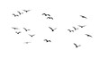 flock of bird flies