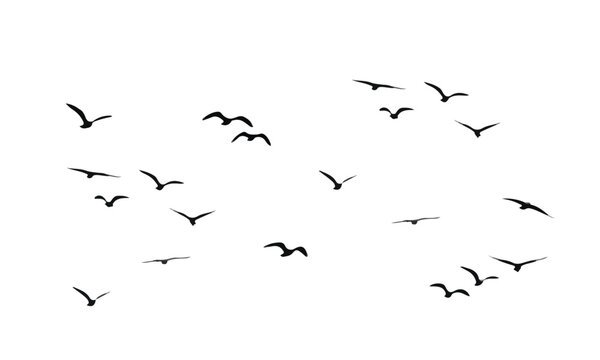 flock of birds flying
