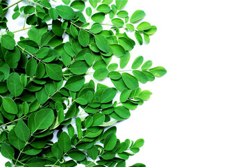 Moringa leaves (Moringa oleifera) isolated on white background. Flat lay, top view, super food, vitamin.