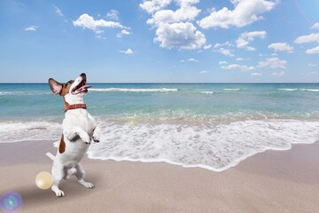 Wall Mural - Cute young domestic dog walking on beach