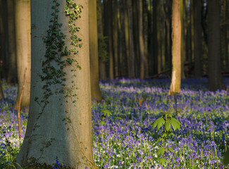 Canvas Print - Beautiful view of the blue forest, Hallerbos