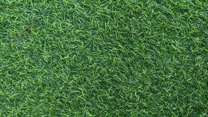 green grass texture for background