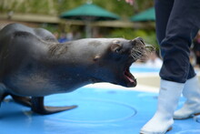 A Barking Seal At The Aquarium