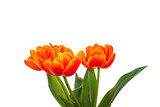 Fototapeta Tulipany - Peony tulips with a white background