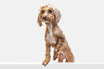 Cute, funny looking, little poodle standing with wet fur and soap, taking bath against white background. Concept of domestic animal, care, grooming, pets love, animal life. Copy space for ad.