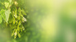 Gorgeous nature view of green leaf against blurred greenery. Natural green plants in the garden. Spring background of the title page. Ecology concept. Lime color and green panorama.