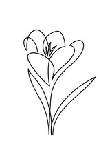 Wall Mural - Spring crocus flower in continuous line art drawing style. Black linear sketch isolated on white background. Vector illustration
