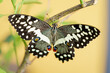 papillon aux ailes ouvertes dans la nature