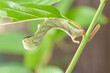 Chenille de papillon verte sur une feuille dans la nature