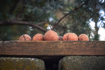 walnuts in the garden