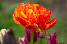  Orange Tulip Close-up Growing In A Flowerbed