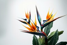 Bird Of Paradise Flowers Bouquet With Leaves Isolated On White Background In A Creative Composition. Top View And Copy Space Available. Generative AI