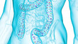 3d illustration of the intestinal microbiome