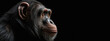 The head of a chimpanzee monkey in profile close-up. Panoramic image of the head of a wild animal on the background of a black isolated banner. Generative AI.