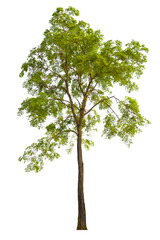 Poster - tree PNG file removed original background