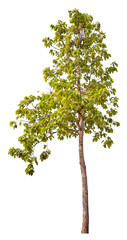 Poster - tree PNG file removed original background