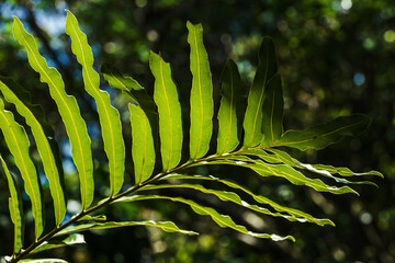 Wall Mural - green tropical leaves photo background , close up photo