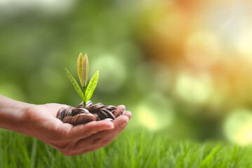 Coins and plant growing on hand , concept finance , banking , savings , investment , dividend , interest for financial planning and copy space is on the right.