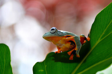 Wall Mural - green frog