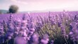  a field of lavender flowers with a blue sky in the background.  generative ai