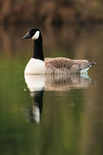 Canada Goose Swimming On A Sunny Day