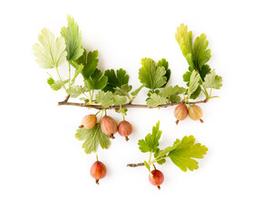 Poster - Gooseberry branches with leaves on white background. White gooseberries  in close-up.