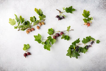 Poster - Various sorts of gooseberries. Gooseberry branches with leaves on gray background.