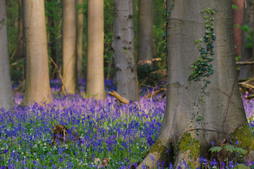 Poster - Beautiful view of the blue forest, Hallerbos