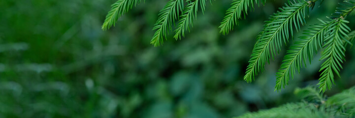 Summer nature background with green tree branches and leaves, pine forest texture with foliage frame and soft selective focus, banner or backdrop with copy space