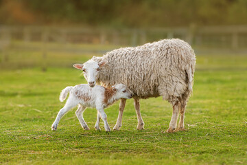 Wall Mural - Mother sheep with little baby. Farm animals.	