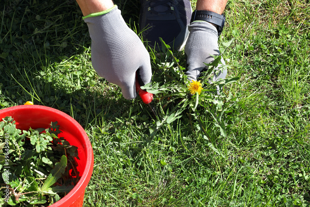 The man removes weeds from the lawn in the garden Stock Photo | Adobe Stock