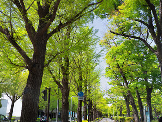 Canvas Print - 横浜　山下公園通りのイチョウ並木