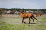 Fototapeta Konie - A beautiful young fast brown horse runs in a meadow with green grass in a pasture. Photo of an animal.