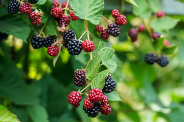 Poster - Black and some red unripe blackberries growing on a shrub in garden, closeup macro detail