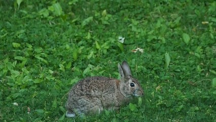 Wall Mural - wild cottontail rabbit grazing in green grass in the morning