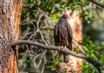 Wall Mural - Turkey Vulture Perched in the Colorado Wilderness