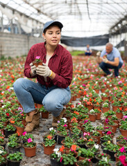 Young female gardener offers to see and appreciate young flowering balsam bush. Products for amateur flower growers, flower shops, small and large wholesale