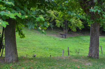 A donkey grazing on a green meadow. In front, two trees and a large meadow.