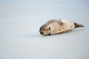 One harp seal lays on ice in a harbor off Newfoundland, Canada. The adult animal has its head up in the air drying its shiny grey coat with dark spots. The dark eyes and sad face are staring ahead.