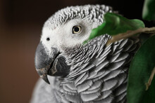 Close-up Of Parrot Eye. Parrot Bird Eye Is Very Clear Photo. Domesticated Congo African Grey Parrot Looking At The Camera.