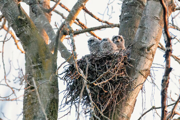 great horned owl